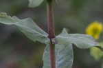 Wholeleaf rosinweed